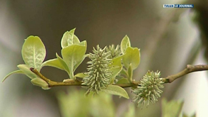 Province : Mesures de pollen en Luxembourg