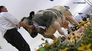 Libramont : concours BBB et Holstein annulés