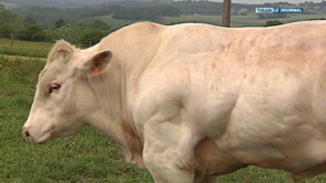 Durbuy: des éleveurs déçus