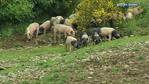 Vitrine de l'Artisan: les porcs plein air de BioFarm