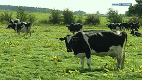 Neufchâteau: La crise du lait continue, témoignage d'un agriculteur