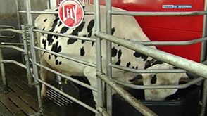 Vielsalm: Le robot de traite, l'avenir des producteurs de lait ?
