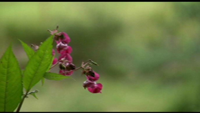 Lutte contre les plantes invasives