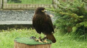 Graide : Fête des animaux