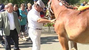 Habay : Faites du cheval