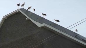 7 cigognes à Rochefort