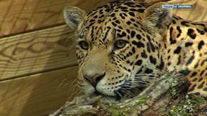 Bouillon : Un jaguar de 2 ans a rejoint le parc animalier 