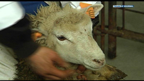 Virton : fête de l'Aïd el Kebir
