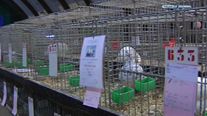 Saint-Hubert : 44 ème expo petit élevage
