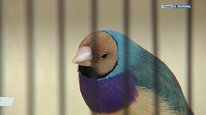 St Hubert : Championnat de canaris et mandarins