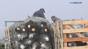 Sapins : l'effervescence à l'approche de Noël