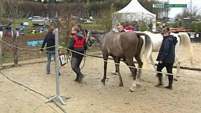 Equitation: Chamionnat de Belgique d'endurance